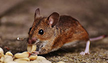 24 Hour & Emergency Exterminators in W Springfield, VA